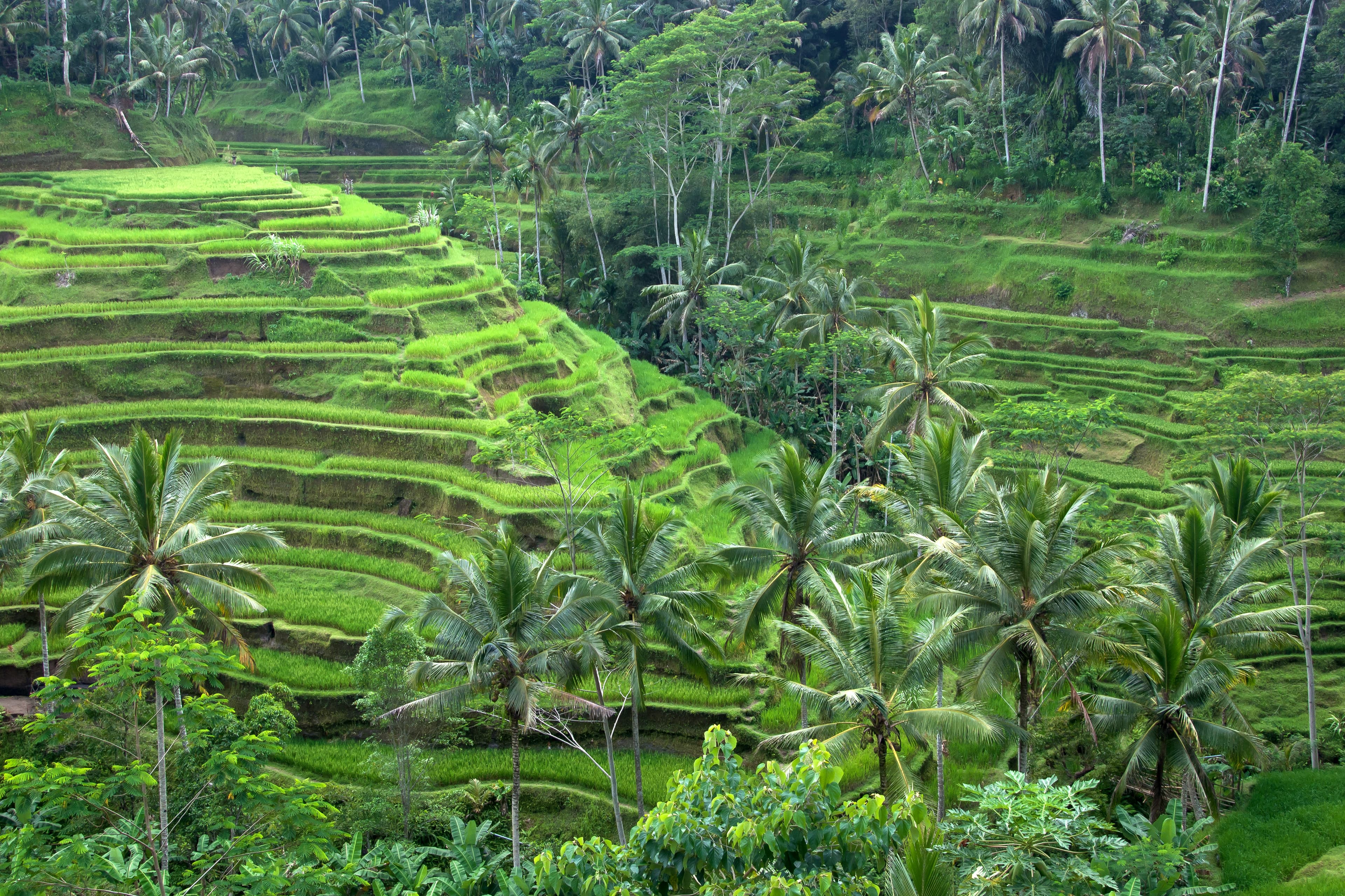 Rice terrace and nature scenery in Ubud